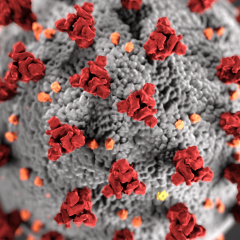 COVID 19 Virus